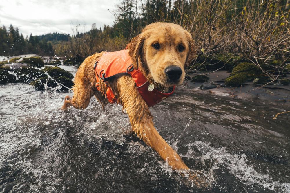Chaleco salvavidas para perros Ruffwear Confluence™.  Ejemplo 1