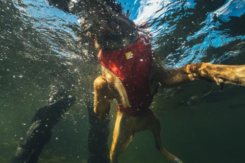 Chaleco salvavidas para perros Ruffwear Confluence™.  Ejemplo 4