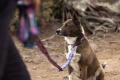 correa reflectante regulable  para perros Crag EX™ Ruffwear. ejemplo 2