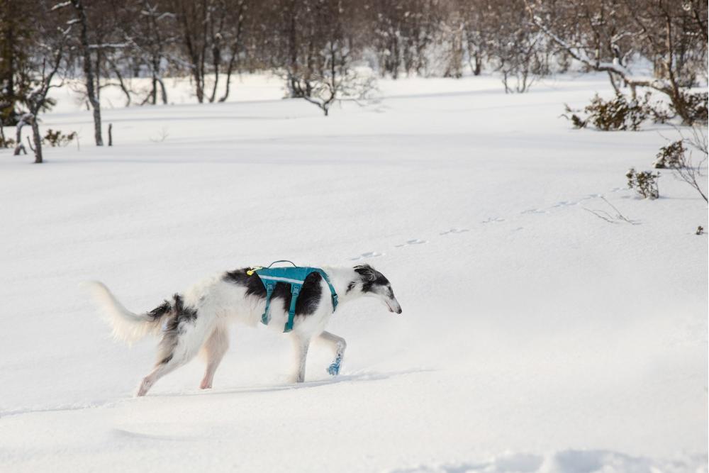Arnés para perros Non-Stop Ramble Long™ de apoyo multiuso y seguro. Imagen 5