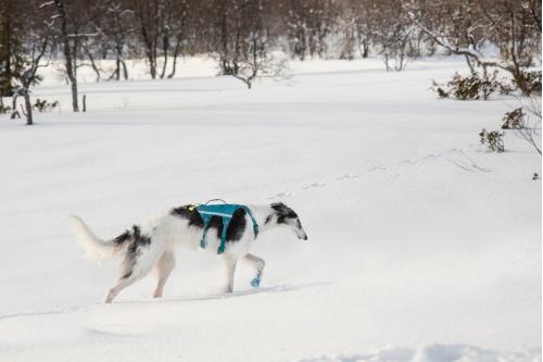 Arnés para perros Non-Stop Ramble Long™ de apoyo multiuso y seguro. Imagen 5