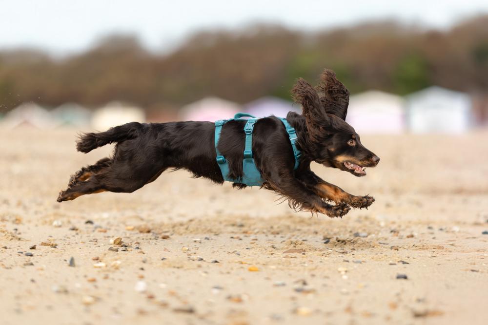 Arnés para perros Non-Stop Ramble Long™ de apoyo multiuso y seguro. Imagen 2
