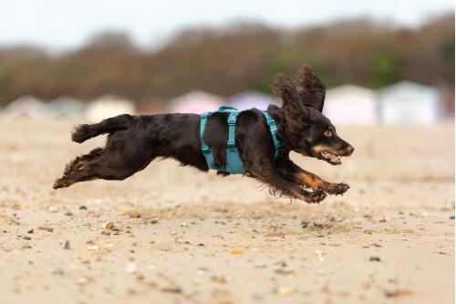 Arnés para perros Non-Stop Ramble Long™ de apoyo multiuso y seguro. Imagen 2
