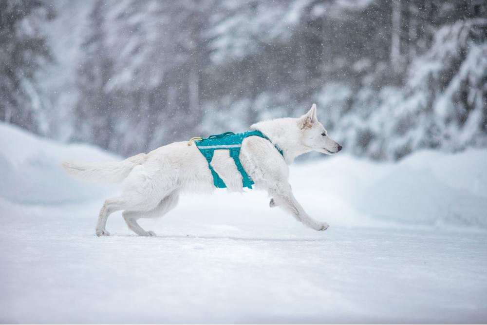 Arnés para perros Non-Stop Ramble Long™ de apoyo multiuso y seguro. Imagen 4