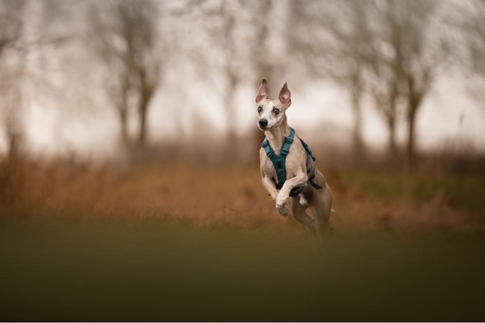 Arnés para perros Non-Stop Ramble Long™ de apoyo multiuso y seguro. Imagen 6