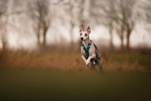 Arnés para perros Non-Stop Ramble Long™ de apoyo multiuso y seguro. Imagen 6