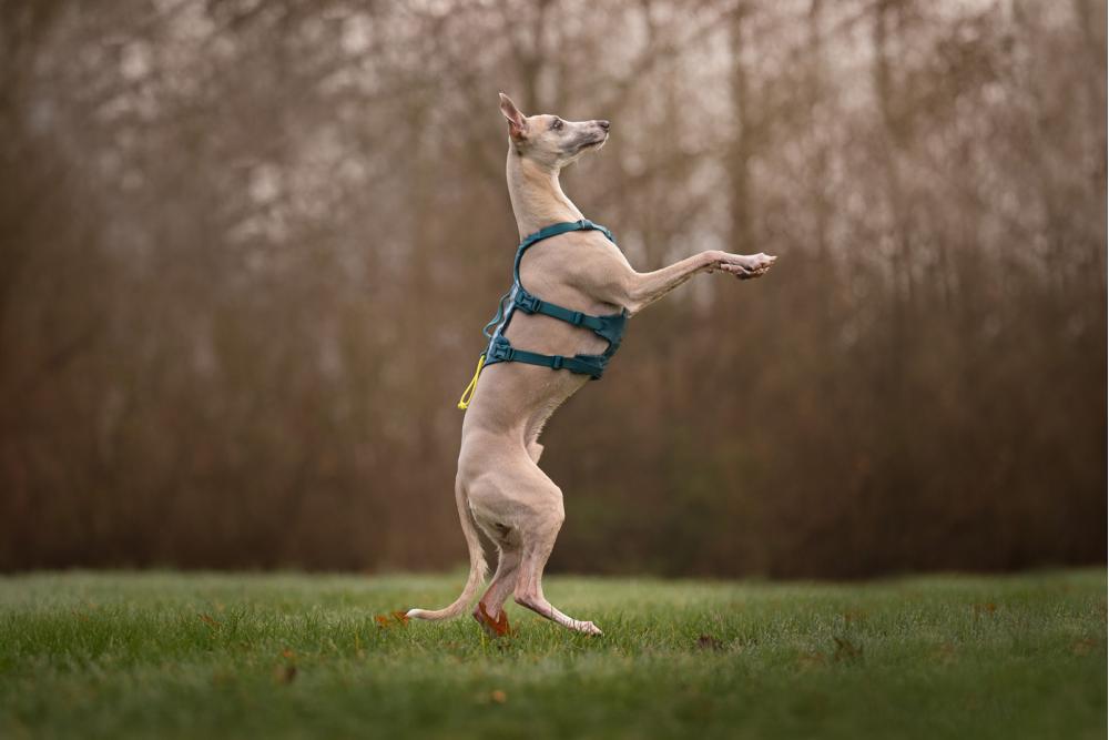 Arnés para perros Non-Stop Ramble Long™ de apoyo multiuso y seguro. Imagen 7