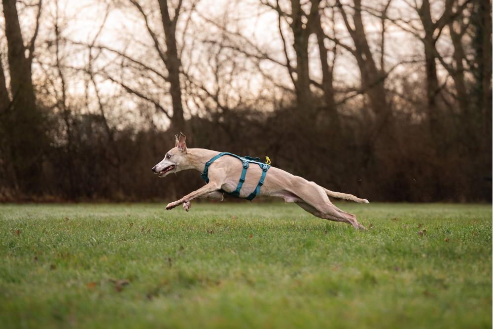 Arnés para perros Non-Stop Ramble Long™ de apoyo multiuso y seguro. Imagen 8