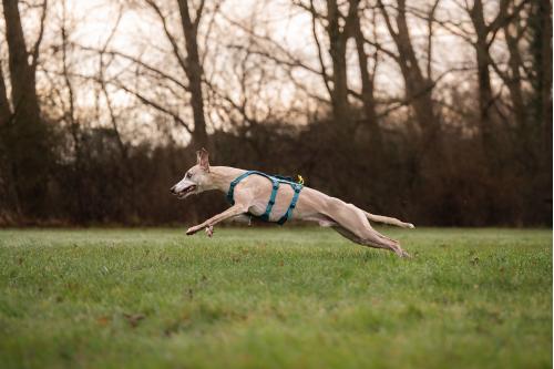 Arnés para perros Non-Stop Ramble Long™ de apoyo multiuso y seguro. Imagen 8