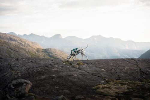 Arnés para perros Non-Stop Ramble Long™ de apoyo multiuso y seguro. Imagen 9