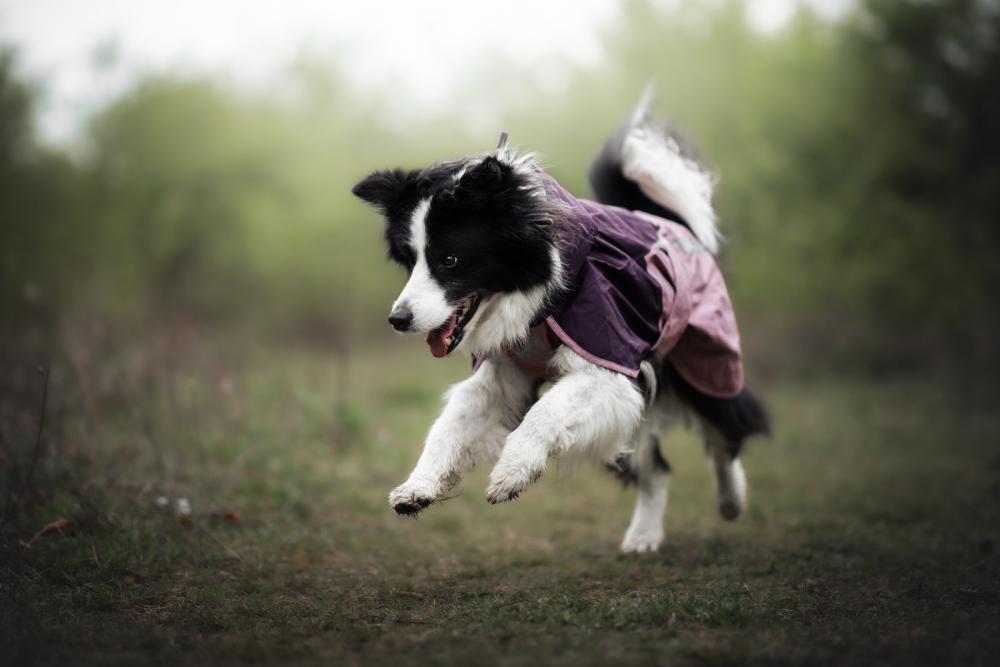 Chubasquero para perros Non-Stop Fjord 2.0, protección total a lluvia, viento, nieve… toma 4