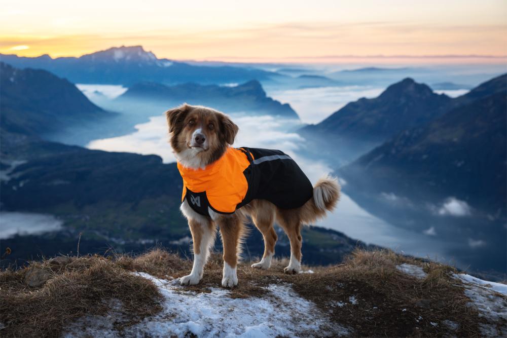 Chubasquero para perros Non-Stop Fjord 2.0, protección total a lluvia, viento, nieve… toma 5