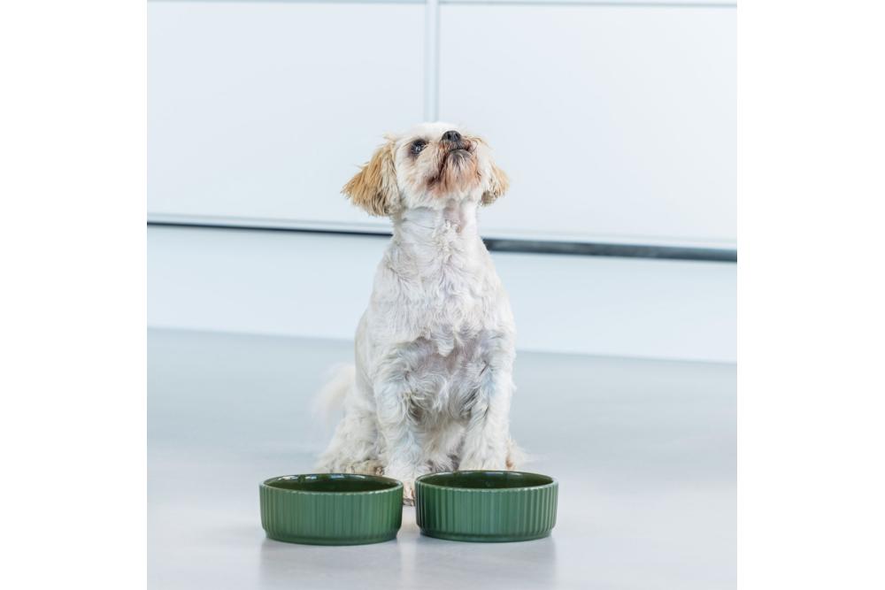 Bol cuenco para perros Kronborg de DOG Copenhagen. Cerámica porcelana. Con perro 3