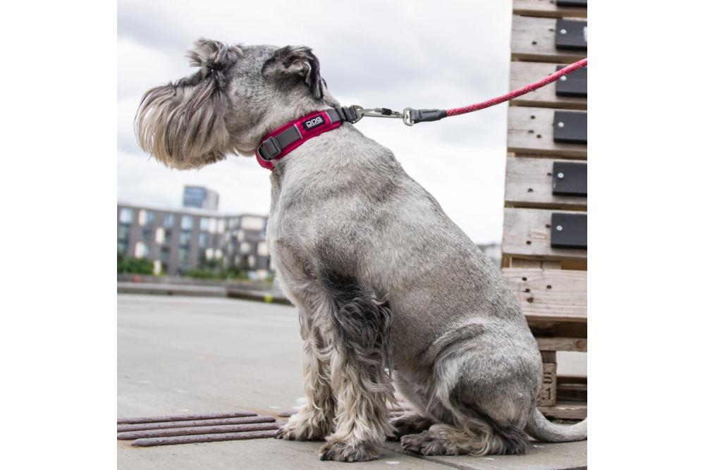 Collar DOG Copenhagen Urban Explorer™...
