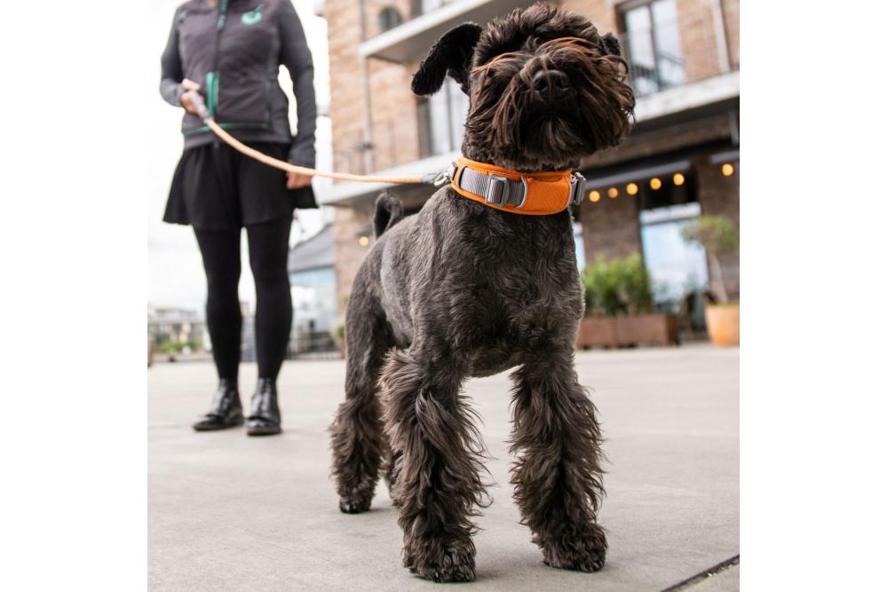 Collar DOG Copenhagen Urban Explorer™...