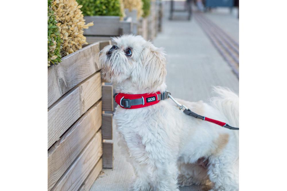 Collar DOG Copenhagen Urban Explorer™...