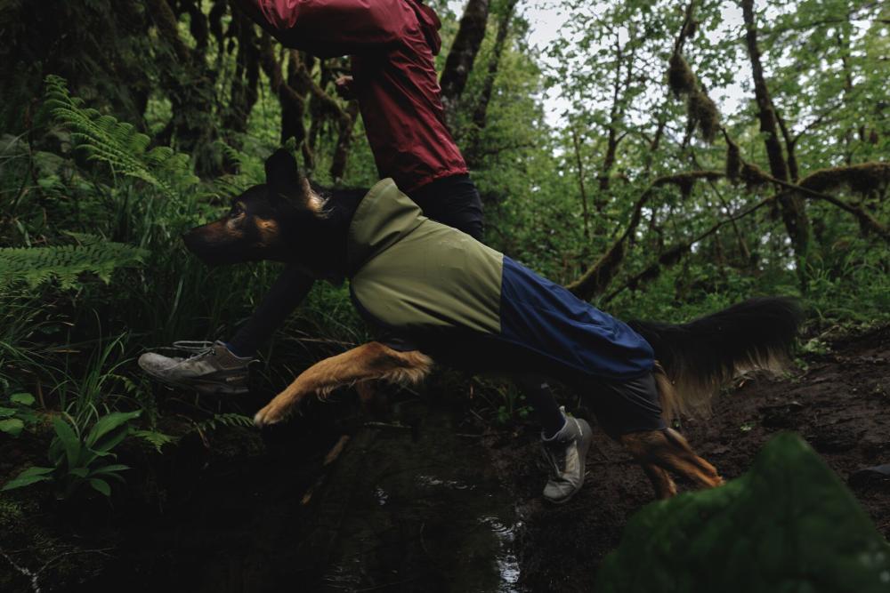 Chubasquero para perros Ruffwear SUN SHOWER™ COVERALL Amarillo. Imagen 10