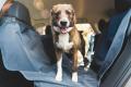 Cubre asiento funda protectora de coche para perros Ruffwear DIRTBAG™. Imagen 7