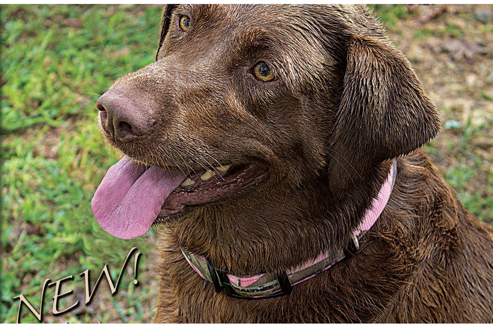 Collar REALTREE CAMO PINK