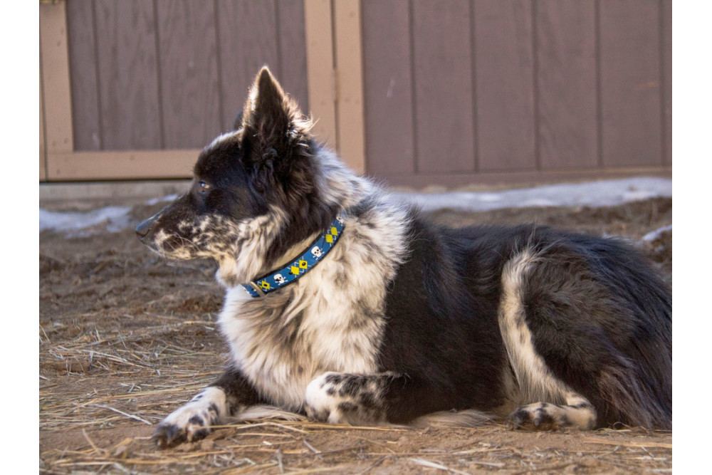 Collar DublinDog ARRRGYLE