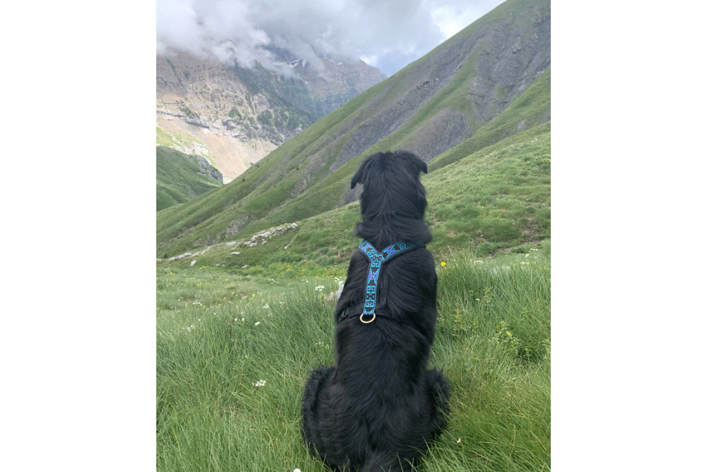 arnés para perros Speedog TRACKING PROFI con acolchado suave y cómodo para evitar roces.  para correr, trekking. toma 4