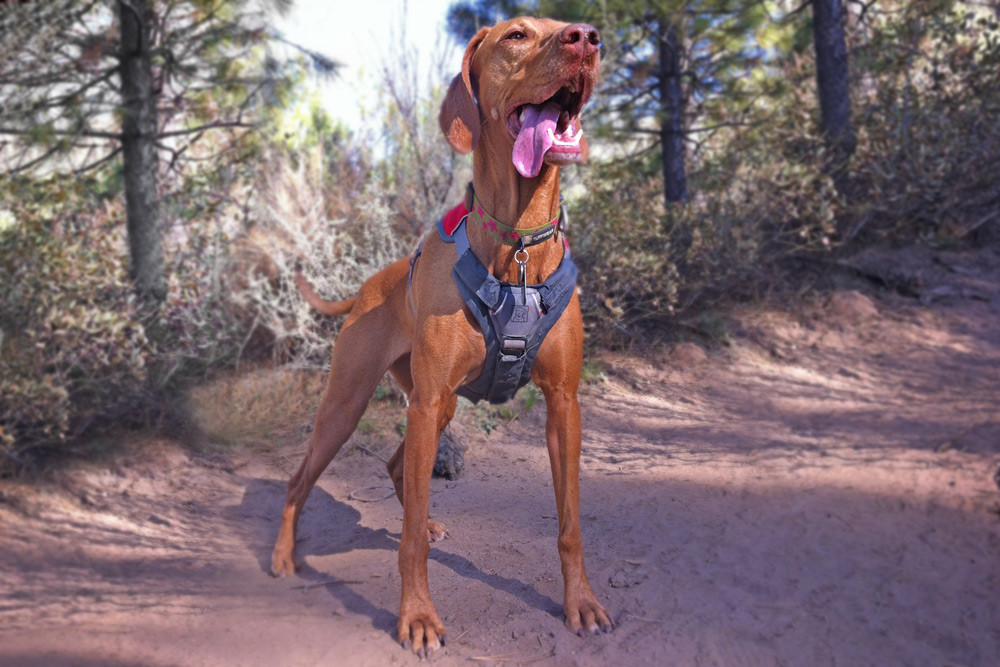 El protector para arneses Ruffwear BRUSH GUARD™ aporta un acolcahdo extra al arnes del perro. perro 1