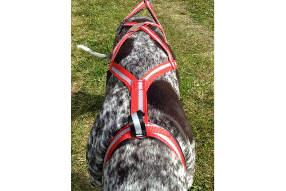 arnés para perros Dragrattan R-Back para canicross, bikejoring, bicicleta. materiales de larga duración. toma 4