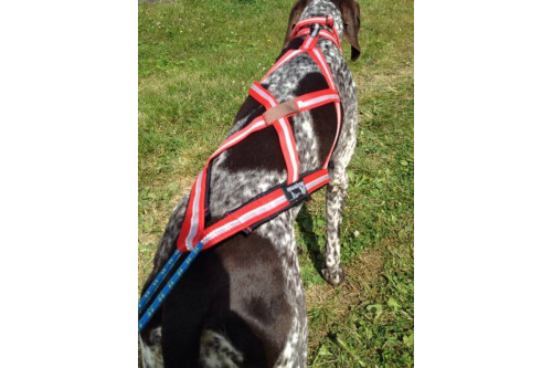 arnés para perros Dragrattan R-Back para canicross, bikejoring, bicicleta. materiales de larga duración. toma 5