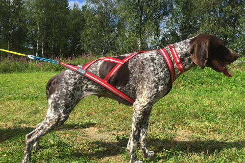 arnés para perros Dragrattan R-Back para canicross, bikejoring, bicicleta. materiales de larga duración. toma 6