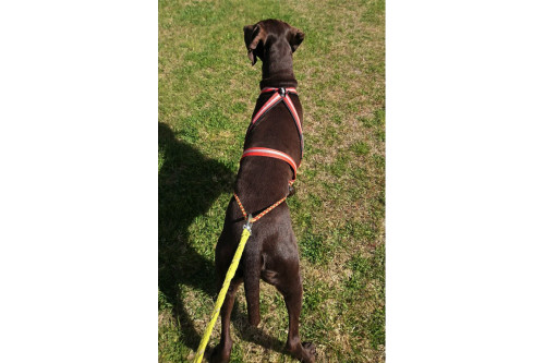 arnés para perros Dragrattan MultiSport para canicross, bikejoring, bicicleta. materiales de larga duración. toma 4