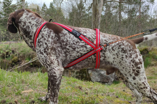 arnés para perros Dragrattan MultiSport para canicross, bikejoring, bicicleta. materiales de larga duración. toma 5
