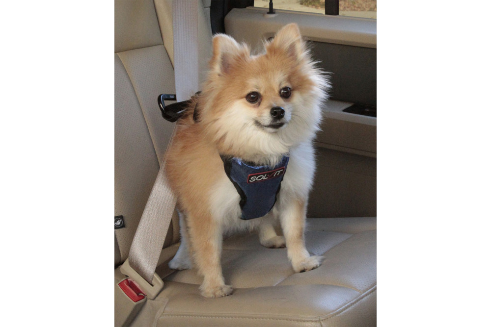 Arnés VEHICLE SAFETY PRO