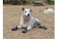botas zapatos para perros MUD MONSTER naranja Muttluks mejores en protección de las almohadillas  y duración toma 10