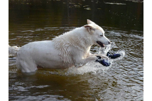 botas zapatos para perros MUD MONSTER azul Muttluks mejores en protección de las almohadillas  y duración toma 11