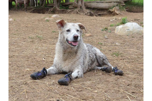 botas zapatos para perros MUD MONSTER gris Muttluks mejores en protección de las almohadillas  y duración toma 9