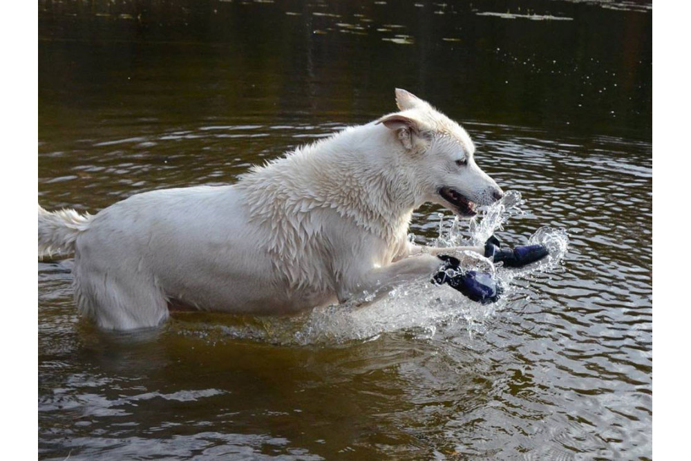 botas zapatos para perros MUD MONSTER gris Muttluks mejores en protección de las almohadillas  y duración toma 10