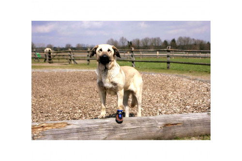 botas para perros Toffler Speedog con suela de mas flexibilidad y resistencia en la protección. toma 3