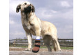 botas zapatos para perros SKO para protección de heridas de patas plantares y usar con vendaje. toma 4