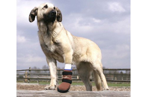 botas zapatos para perros SKO delantera para protección de heridas de patas plantares y usar con vendaje. toma 5
