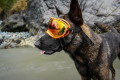 Gafas para perros REX SPECS Black. Protección de los ojos  a rayos UV, partículas,  traumatismos oculares, plasmoma. toma 4