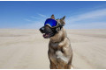 Gafas para perros REX SPECS Black. Protección de los ojos  a rayos UV, partículas,  traumatismos oculares, plasmoma. toma 5