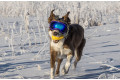 Gafas para perros REX SPECS Black. Protección de los ojos  a rayos UV, partículas,  traumatismos oculares, plasmoma. toma 8