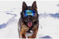 Gafas para perros REX SPECS Black. Protección de los ojos  a rayos UV, partículas,  traumatismos oculares, plasmoma. toma 9