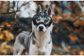 Gafas para perros REX SPECS Black. Protección de los ojos  a rayos UV, partículas,  traumatismos oculares, plasmoma. toma 10