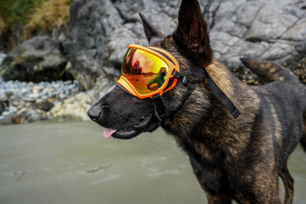 Gafas para perros REX SPECS orange. Protección de los ojos  a rayos UV, partículas,  traumatismos oculares, plasmoma. toma 4 Gafas para perros REX SPECS orange. Protección de los ojos  a rayos UV, partículas,  traumatismos oculares, plasmoma. toma 4