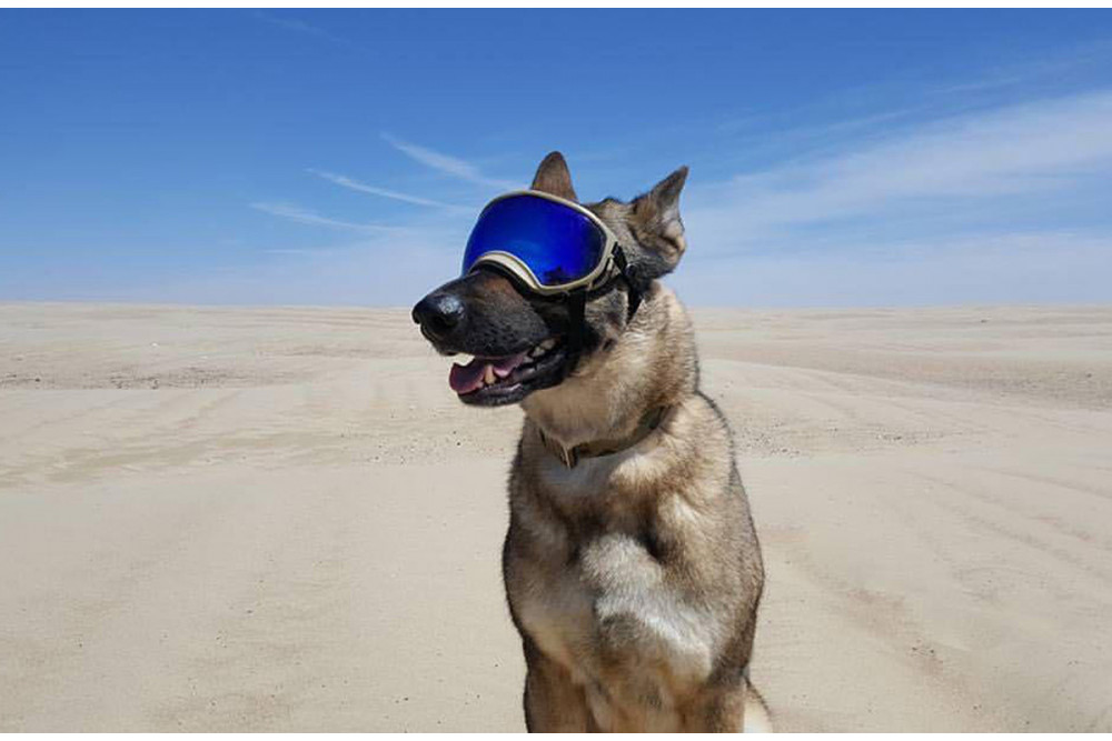 Gafas para perros REX SPECS orange. Protección de los ojos  a rayos UV, partículas,  traumatismos oculares, plasmoma. toma 5 Gafas para perros REX SPECS orange. Protección de los ojos  a rayos UV, partículas,  traumatismos oculares, plasmoma. toma 5