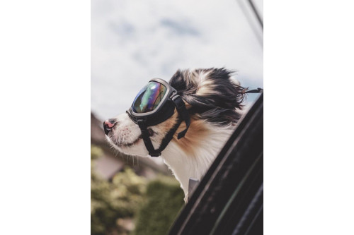 Gafas para perros REX SPECS orange. Protección de los ojos  a rayos UV, partículas,  traumatismos oculares, plasmoma. toma 6 Gafas para perros REX SPECS orange. Protección de los ojos  a rayos UV, partículas,  traumatismos oculares, plasmoma. toma 6