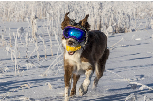 Gafas para perros REX SPECS orange. Protección de los ojos  a rayos UV, partículas,  traumatismos oculares, plasmoma. toma 8 Gafas para perros REX SPECS orange. Protección de los ojos  a rayos UV, partículas,  traumatismos oculares, plasmoma. toma 8