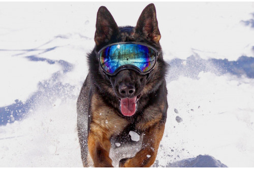 Gafas para perros REX SPECS orange. Protección de los ojos  a rayos UV, partículas,  traumatismos oculares, plasmoma. toma 9 Gafas para perros REX SPECS orange. Protección de los ojos  a rayos UV, partículas,  traumatismos oculares, plasmoma. toma 9