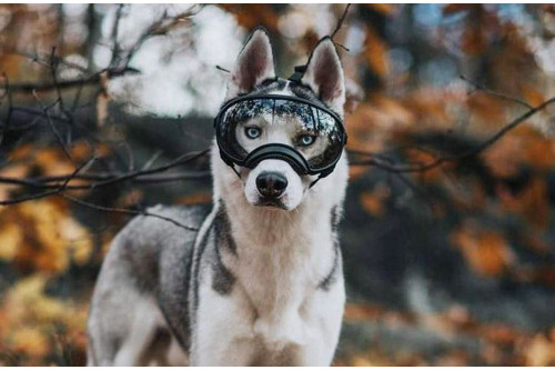 Gafas para perros REX SPECS orange. Protección de los ojos  a rayos UV, partículas,  traumatismos oculares, plasmoma. toma 10 Gafas para perros REX SPECS orange. Protección de los ojos  a rayos UV, partículas,  traumatismos oculares, plasmoma. toma 10